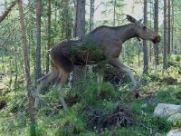 Alces alces 2, Eland, female, Saxifraga-Willem van Kruijsbergen