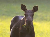 Alces alces 24, Eland, Saxifraga-Bart Vastenhouw