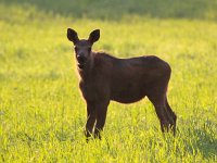 Alces alces 25, Eland, Saxifraga-Bart Vastenhouw