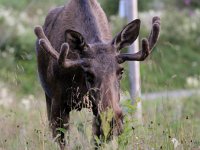 Alces alces 30, Eland, Saxifraga-Bart Vastenhouw