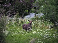 Alces alces 33, Eland, Saxifraga-Hans Dekker