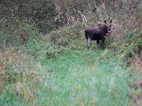 Alces alces 35, Eland, Saxifraga-Mark Zekhuis