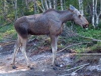 Alces alces 4, Eland, female, Saxifraga-Willem van Kruijsbergen