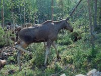 Alces alces 5, Eland, female, Saxifraga-Willem van Kruijsbergen