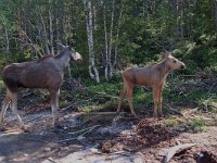 Alces alces 6, Eland, female and juvenile, Saxifraga-Willem van Kruijsbergen