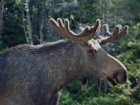 Alces alces 9, Eland, male, Saxifraga-Willem van Kruijsbergen