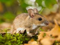 yellow necked mouse in habitat  yellow necked mouse in natural habitat : Netherlands, animal, apodemus, brown, cute, ears, environment, european, fauna, flavicollis, floor, forest, forest floor, green, habitat, holland, leaf, litter, macro, mammal, moss, mouse, natural, nature, rodent, sitting, small, watching, wild, wildlife, wood, wood mouse, yellow, yellow necked