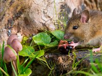 autemn scene mouse eating raspberry  autemn scene mouse eating raspberry : alert, apodemus, autumn, black, blackberry, bosmuis, brown, cute, ears, eating, england, european, eyes, field, food, fruit, furry, grass, horizontal, hungry, landscape, little, log, long, mammal, mouse, mushroom, nature, one, pink, quiet, raspberry, rat, rodent, scene, sitting, small, sylvaticus, tailed, uk, watching, wild, wildlife, wood