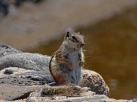 Atlantoxerus getulus 3, Barbarijse grondeekhoorn, Saxifraga-Hans Grotenhuis