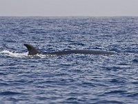 Balaenoptera borealis 1, Noordse vinvis, Saxifraga-Rik Kruit