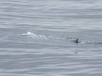 Balaenoptera musculus 11, Blauwe vinvis, Saxifraga-Bart Vastenhouw