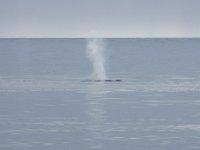 Balaenoptera musculus 2, Blauwe vinvis, Saxifraga-Bart Vastenhouw