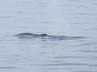 Balaenoptera musculus 8, Blauwe vinvis, Saxifraga-Bart Vastenhouw