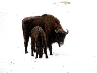 Bison bonasus 15, Wisent, Saxifraga-Bart Vastenhouw