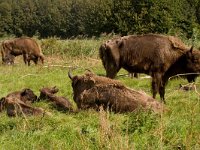 Wisent  wisent te nauurpark Lelystad