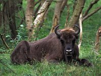 Bison bonasus 13, Wisent, Saxifraga-Hans Dekker