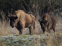 Bison bonasus 24, Wisent, Saxifraga-Mark Zekhuis