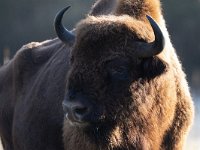 Bison bonasus 29, Wisent, Saxifraga-Mark Zekhuis