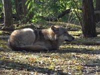 Canis lupus 25, Wolf, Saxifraga-Mark Zekhuis