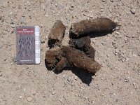 Canis lupus 96, Wolf, droppings, Saxifraga-Mark Zekhuis