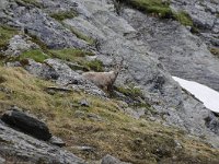 Capra ibex 129, Alpensteenbok, Saxifraga-Luuk Vermeer