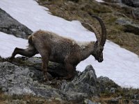 Capra ibex 131, Alpensteenbok, Saxifraga-Luuk Vermeer