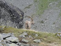 Capra ibex 132, Alpensteenbok, Saxifraga-Luuk Vermeer