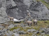 Capra ibex 138, Alpensteenbok, Saxifraga-Luuk Vermeer