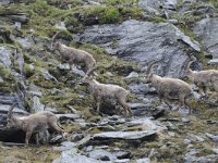 Capra ibex 145, Alpensteenbok, Saxifraga-Luuk Vermeer