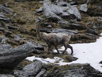 Capra ibex 147, Alpensteenbok, Saxifraga-Luuk Vermeer