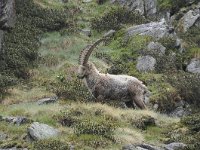 Capra ibex 148, Alpensteenbok, Saxifraga-Luuk Vermeer