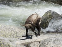 Capra pyrenaica victoriae 72, Gredossteenbok, Saxifraga-Willem van Kruijsbergen