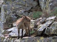 Capra pyrenaica 11, Pyrenese steenbok, Saxifraga-Jan van der Straaten