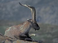 Capra pyrenaica 3, Pyrenese steenbok, Saxifraga-Jan van der Straaten