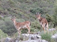 Capra pyrenaica 4, Pyrenese steenbok, Saxifraga-Mark Zekhuis