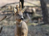 Capreolus capreolus 83, Ree, Saxifraga-Bart Vastenhouw