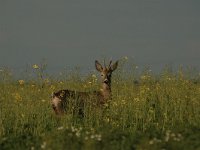 Capreolus capreolus 92, Ree, Saxifraga-Bas Klaver