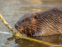 Eurasian beaver in water  Eurasian beaver (Castor fiber) as one of the largest rodents in the world, It is well adapted to fulfil its role as a vital engineer of marshland habitats : Eurasian, Finland, Netherlands, animal, aquatic, beauty, beaver, biology, bite off, brown, castor, chew, closeup, cute, dam, denmark, dutch, eating, environment, europe, european, fauna, feeding, fiber, food, germany, hands, holland, mammal, mongolia, natural, nature, nibble, norway, outdoor, park, poland, portrait, red, river, rodent, russia, sweden, teeth, vegetation, water, wild, wildlife, work