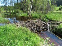 Castor fiber 50, Bever, Saxifraga-Mark Zekhuis