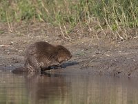 Castor fiber 58, Bever, Saxifraga-Mark Zekhuis