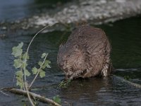 Castor fiber 1, Bever, Saxifraga-Mark Zekhuis