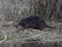 Castor fiber 25, Bever, Saxifraga-Luc Hoogenstein  Wilde bever in Noorwegen, Eurasian beaver or European beaver (Castor fiber) : wild, Castor fiber, Norway, Beaver, Eurasian beaver, Europe, Noorwegen, Europa, natuur, European beaver, Castor, nature, bever