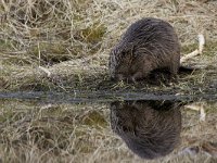 Castor fiber 27, Bever, Saxifraga-Luc Hoogenstein  Wilde bever in Noorwegen, Eurasian beaver or European beaver (Castor fiber) : feeding, volwassen, European beaver, Castor, Norway, portret, foerageren, weerspiegeling, Noorwegen, zoogdier, mammal, spiegeling, adult, shore, Castor fiber, oever, Eurasian beaver, nature, water, Europe, natuur, lake, wild, Europa, bever, Beaver