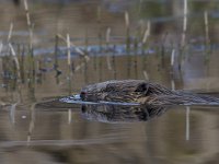 Castor fiber 28, Bever, Saxifraga-Luc Hoogenstein  Wilde bever in Noorwegen, Eurasian beaver or European beaver (Castor fiber) : nature, Castor, natuur, Eurasian beaver, Castor fiber, Europe, Europa, European beaver, bever, wild, Norway, Noorwegen, Beaver