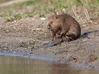 Castor fiber 70, Bever, Saxifraga-Mark Zekhuis