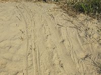 Tracks of Beaver (Castor fiber) in sandy beach along river  Tracks of Beaver (Castor fiber) in sandy beach along river : aninaml, beach, Beaver, Biesbosch, Castor fiber, Dutch, eurasian beaver, fauna, footprint, footprints, Holland, mamal, national park, natural, nature, Netherlands, no people, nobody, np, outdoors, outside, sand, sandy, track, tracks, trail, wild animal