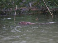 Castor fiber 8, Bever, Saxifraga-Mark Zekhuis