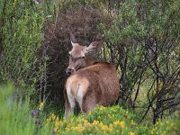 Cervus elaphus, Red Deer