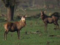 Cervus elaphus 10, Edelhert, male, Saxifraga-Luc Hoogenstein