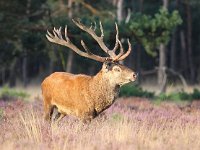 Cervus elaphus 103, Edelhert, Saxifraga-Bart Vastenhouw